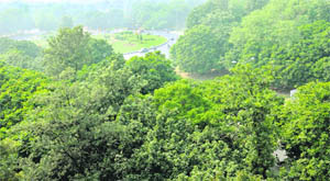 A view of the greenery near the Cricket Stadium in Chandigarh.