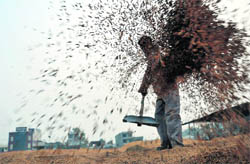 A labourer separates paddy from the husk at the Ludhiana grain market. 