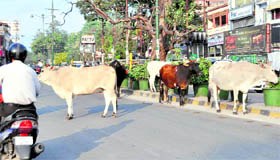 Stray cattle on the Rajpur Road in Dehradun.