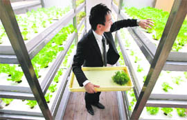 An employee harvests vegetables grown under Hybrid Electrode Fluroescent Lamps (HEFL) inside an office of Pasona Group, an employment and staffing company, in Tokyo. Vegetables, fruits and rice are grown and harvested by the employees at the company's "urban farm", aimed at creating a working environment coexisting with nature, according to the company.