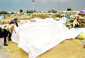 Farmers try to save their produce in the grain market as heavy rain lashed the area adjoining Rajpura on Friday.