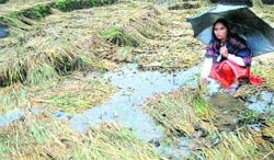 A woman shows damaged crops in Sakoh village near Dharamsala.