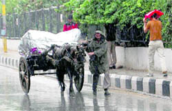 A man pulls his horsecart during rain in Jammu on Friday