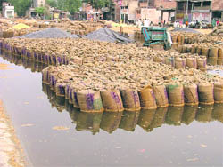 Rainwater damages paddy bags in a mandi at Salem Tabri