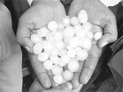 A man shows hailstones collected after a storm in Ludhiana on Friday.