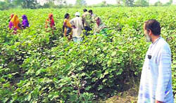 Farmers and experts examine the cotton crop at Nidana village. 