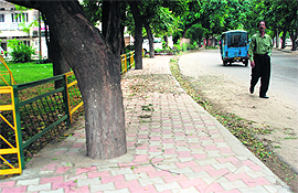 No space has been left around these trees.