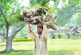 A man carries firewood for cooking food in Jammu