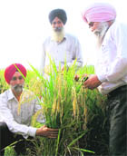 The Chief Agricultural Officer of Ropar, Dr BS Sohal (right), at the field of a farmer, Amarinder Singh (left), at Mahlan village in the district.