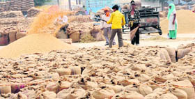 With procurement in full swing, workers are busy cleaning paddy at the New Grain Market in Karnal.