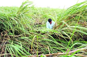 A farmer tries to raise flattened sugarcane crop in Bathonia village near Rajpura