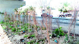 Dried-up plants under the elevated bridge on the GT Road in Amritsar.