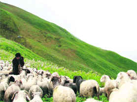 A Bhotiya tribesman with his herd of goats and sheep in Pitthoragarh district.