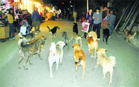 These stray dogs seem to enjoy an evening stroll on The Mall, Shimla. 