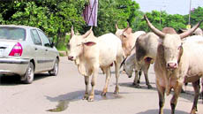 Stray cattle roaming on a road in Ludhiana.
