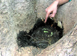 Acid poured into the roots of a 100-year-old tree on the college road in Ludhiana