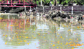 Garbage accumulated on the banks of the Gang canal.