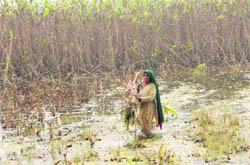 A resident of Sunarian Khurd in Rohtak harvests her jowar crop amid standing waters.