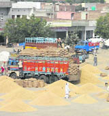 The grain market in Jind.