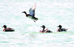 Migratory birds from Central Asia have been spotted at the Nangal National Wetland
