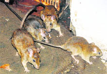 In the canteen at the Sector-16 Government Multi-Speciality Hospital, rats were seen feasting on food on Friday night. Ironically, the canteen is located below the office of the UT Director Health Services, Medical Superintendent and adjacent to the UT Prevention of Food Adulteration Department