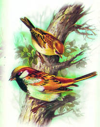 According to a study, sparrows can identify troublemakers by eavesdropping 
