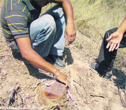 A tree uprooted illegally in Bardar forest.