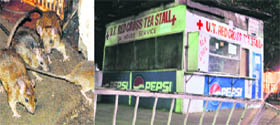 The Red Cross canteen which was closed on Sunday after a story was published in the Chandigarh Tribune on Sunday about rats and unhygienic conditions (left) prevailing at the Government Multi-speciality Hospital, Sector 16, Chandigarh.