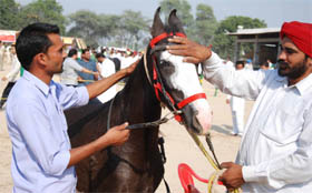 A proud owner pats his horse after it emerged winner in a contest at a cattle fair held in Bathinda on Monday.