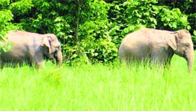 Elephants stray from Rajaji Naitonal park to sugarcane fields