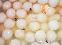 Flies found floating on sweets during a raid at Kajheri village on Tuesday.