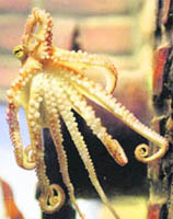 Octopus Paul II, successor of the World Cup oracle Paul, makes his first public appearance in an aquarium in Oberhausen, western Germany, on Wednesday. 