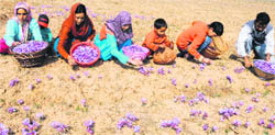 Members of a family pluck saffron flowers in the Pampore area, near Srinagar