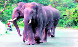 Three elephants move on a highway in Shyampur on Friday. 