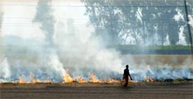  Tribune photo: Malkiat Singh