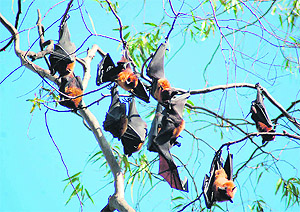 A colony of bats at the Matawala Bagh in Dehradun. 