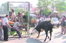 The Municipal Corporation and workers of Gobind Gau Dham catch stray animals to be transported to a shelter in Ludhiana on Sunday