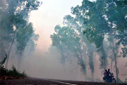 Smoke, emanating from burning paddy stubble, engulfs the Ferozepore-Ludhiana road, reducing visibility