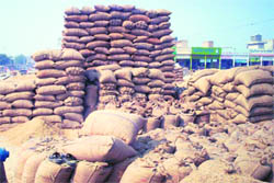 Huge stocks of paddy await lifting at the Fazilka grain market