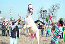 Two participants in the Ferozepur livestock and milking competition that started on Sunday make their horse dance to the dhol beats