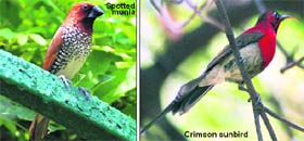 Spotted munia, Crimson sunbird