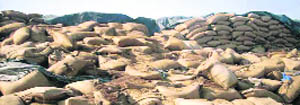 Torn wheat bags lying at the Bani storehouse.