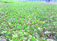  Moong grown at a farm in Haryana