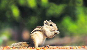 A squirrel nibbles on black grams on a pleasant day in Ludhiana on Sunday