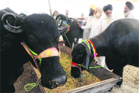 Farmers inspect buffaloes during a fair in Vallah village on the outskirts of Amritsar on Monday. Buffaloes sell between `5,000-20,000, depending upon their ability to give milk. 