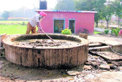 An employee of GADVASU mixing cow dung to produce electricity through its biogas plant. 