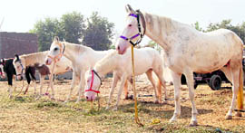 Horses on display at the annual animal fair in Amritsar