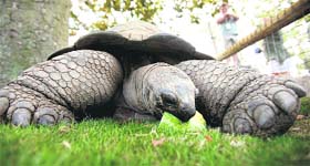 The biggie: Male tortoise AJ, weighing 215 kg, eats some watermelon at the Virginia Zoo in Norfolk