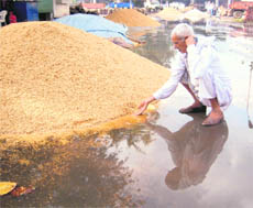 Paddy lying in a pool of water at the Rohtak grain market after heavy rain on Saturday.