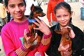 Girls admire puppies at the show. Tribune photos: Pawan Sharma